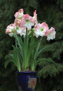 Holiday Gift Ideas: Give Plants, Gifts You Can Grow Image